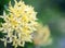 Ixora flower in garden