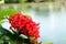 Ixora flower. Red spike flower. King Ixora blooming Ixora chinensis. Rubiaceae flower. Ixora coccinea flower in the garden