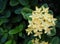 Ixora Flower, Spike Flower, Yellow Color, Top view.
