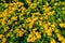 Ixora flower or Yellow spike flower blooming in garden
