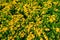 Ixora flower or Yellow spike flower blooming in garden