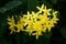 Ixora flower. Yellow spike flower. King Ixora blooming Ixora chinensis. Rubiaceae flower.Ixora coccinea flower in the garden