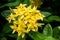 Ixora flower. Yellow spike flower. King Ixora blooming Ixora chinensis. Rubiaceae flower. Ixora coccinea flower in the garden