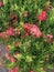 ixora javanica flower with beautiful red color