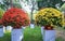 Ixora or jungle flame blooms