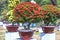 Ixora or jungle flame blooms in bonsai tree spring