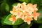 Ixora orange flower