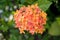 Ixora orange flower