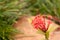 Ixora orange flowers with grass background