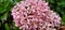 Ixora pink fresh background