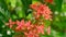 Ixora red tiny flower plant drenched wet in rain water. Beautiful houseplant. Flower background design video footage. Rainy day