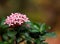 Ixoras, lovely small tiny flowers