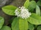 Ixoraâ€‹ coccineaâ€‹ flowerâ€‹ tropicalâ€‹ plantâ€‹