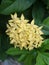 Ixoraâ€‹ coccineaâ€‹ tropicalâ€‹ flowerâ€‹ plantâ€‹