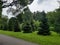 Izmailovsky forest in Moscow and the road. Tall trees in the forest.