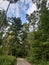 Izmailovsky forest in Moscow and the road. Tall trees in the forest.