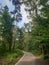 Izmailovsky forest in Moscow and the road. Tall trees in the forest.