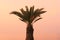 Izola, Slovenia - palm tree on the promenade at sunset