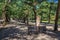 Izumo Taisha Shrine approach with pine trees