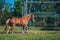 J Side photo light brown horse pony play run vigorously briskly on football field grass. Summer tree flower metal