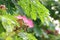 Jaam ju ree flower Thai word, Albizia lebbeck rain tree Leguminosae, Samanea saman, genus Pithecolobium Selective focus
