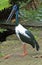 Jabiru Bird in natural setting