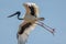 Jabiru Black-necked Stork of Australia
