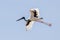 Jabiru Black-necked Stork of Australia
