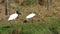 Jabiru in Bolivia, south America.