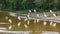 Jabiru in Bolivia, south America.