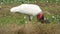 Jabiru in Bolivia, south America.