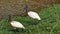 Jabiru in Bolivia, south America.