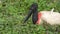 Jabiru in Bolivia, south America.