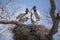 Jabiru Chicks Begging for food from Adults in Nest
