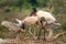 Jabiru early morning meal