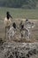 Jabiru, Jabiru mycteria,