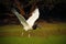 Jabiru, Jabiru mycteria, black and white in the green water bird, animal in the nature habitat, Pantanal, Brazil