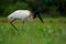 Jabiru, Jabiru mycteria, black and white in the green water with flowers, Pantanal, Brazil