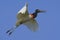 Jabiru, Jabiru mycteria, flying white bird with blue sky, Pantanal, Brazil