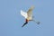 Jabiru, Jabiru mycteria, flying white bird with blue sky, Pantanal, Brazil. Big black and white bird on the sky. Wildlife scene fr