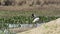 Jabiru, Jabiru mycteria, large stork species in the Pantanal