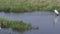 Jabiru, Jabiru mycteria, large stork species in the Pantanal