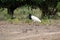 Jabiru Jabiru mycteria - Pantanal, Mato Grosso, Brazil