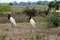 Jabiru Jabiru mycteria - Pantanal, Mato Grosso, Brazil