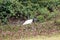 Jabiru Jabiru mycteria - Pantanal, Mato Grosso, Brazil