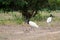 Jabiru Jabiru mycteria - Pantanal, Mato Grosso, Brazil