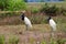 Jabiru Jabiru mycteria - Pantanal, Mato Grosso, Brazil