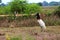 Jabiru Jabiru mycteria - Pantanal, Mato Grosso, Brazil