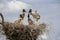 Jabiru nest with four juvenile birds, Pantanal Wetlands, Mato Grosso