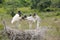 Jabiru nest with four juvenile birds waiting for feeding by adult, Pantanal Wetlands, Mato Grosso